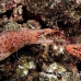 eel_moray_barredfin_nus_h_0705_png1814.jpg